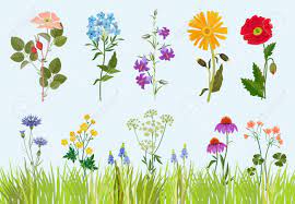 Choose your favorite flower field drawings from millions of available designs. Flowers Collection Botanical Wild Plants Field Meadow Vector Royalty Free Cliparts Vectors And Stock Illustration Image 139287711