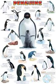 Penguins Chart Posters Penguin Animals Penguin Facts