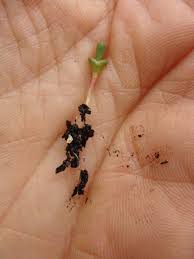 Image result for Halosarcia