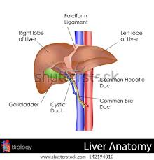 Liver structure liver function human liver structure liver anatomy diagram of liver… Human Liver Drawing At Getdrawings Free Download