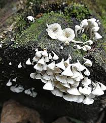 Image result for Porodisculus pendulus