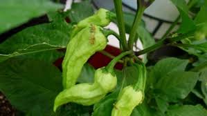 The leaves are green and some get purple tinges through them as well as the stems. How To Grow Chile Peppers Finegardening