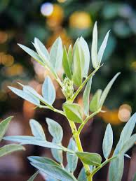 Vicia faba, also known in the culinary sense as the broad bean, fava bean, or faba bean, is a species of flowering plant in the pea and bean family fabaceae. How To Prune Harvest And Eat Fava Bean Leaves And Flowers Garden Betty
