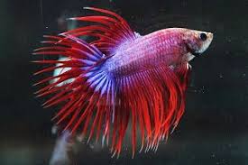 Brunei Bettas Bettas From Klcc Aquafair Competition Betta Fish Siamese Fighting Fish Betta