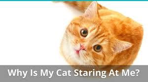 Why Does My Cat Always Sit And Stare At Me