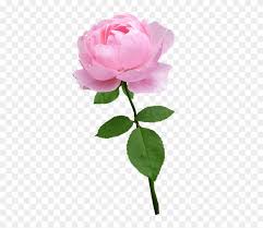 Check spelling or type a new query. Beware The Hidden Message In Your Valentine S Day Flowers Pink Stem Rose Clipart 1680257 Pinclipart