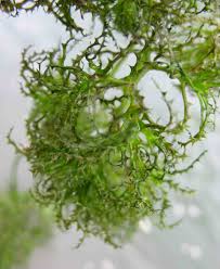 Image result for Najadaceae