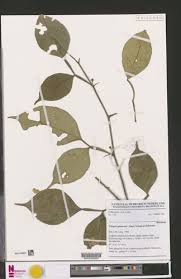 Image result for Citropsis