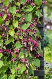 Image result for Rhodochiton atrosanguineum