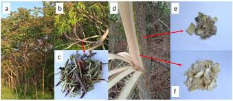 Image result for Discopodium penninervium