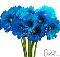 Check out this white and blue gerbera daisy accented bouquet and see more inspirational photos on theknot.com. Blue Gerbera Daisies Bridal Bouquet Blue Blue Wedding Bouquet Small Bridal Bouquets