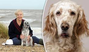 Is an english setter a sporting dog? Having A Dog Can Extend Your Lifespan Massively Express Co Uk
