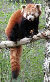 Pin On Red Panda Bears