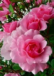 Maybe you would like to learn more about one of these? Image Result For Peace Rose Old Fashioned Full Bloom Beautiful Flowers Most Beautiful Flowers Love Flowers