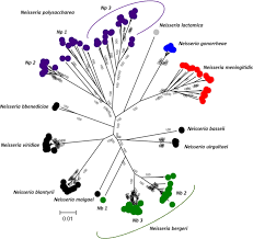 Image result for Neisseriaceae