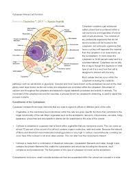 The cell is the most basic unit of structure and function in all living organisms. Cytoplasm Animal Cell Function By Anomoanon Issuu