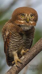 Darling Owl Laughing Animals Beautiful Birds Pet Birds