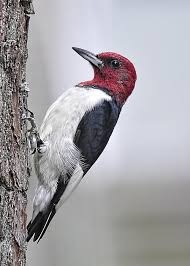 Birds With Redheads In Ohio Red Headed Woodpecker Greeting Card For Sale By Lara Ellis Woodpecker Bird Life List Pretty Birds