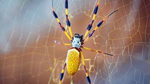 North, central and south america. Banana Spider Bites Symptoms And Treatment