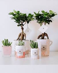Margherite, quadrifogli, girasoli, papaveri, con i confetti si possono realizzare tantissime. Bomboniere Green Bonsai E Piante Grasse Con Vaso Paola Rolando Bomboniere Pianta Matrimonio Fai Da Te Idee Bomboniera