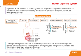 Learnhive Icse Grade 9 Biology Human Digestive System