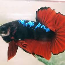 Ikan cupang gordon blue or avatar?? Ikan Cupang Plakat Avatar Gordon Shopee Indonesia