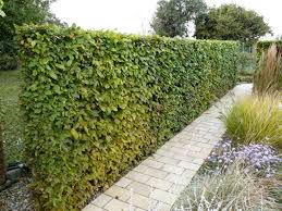 Image result for Živý plot z habru