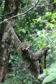 3 Toed Sloth Photo By Theresa Lord National Geographic Your Shot Cute Sloth Pictures Weird Animals Sloth Photos