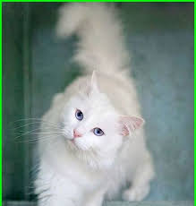 Wallpaper Kucing Keren Pakai Kacamata Kucing Ini Sudah Terlihat Begitu Keren Dan Sangat Cakep Untuk Di Jadikan Seb Di 2020 Gambar Hewan Lucu Hewan Lucu Gambar Hewan