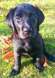 Our puppies are reserved about a year before they are born. Lab Puppy Labrador Retriever Dog Labrador Labrador Retriever