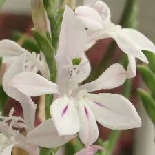 Image result for Afrosolen setifolius