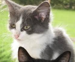 Mickey Is An Adoptable Domestic Medium Hair Gray And White Cat In Fayetteville Ga Mickey Is A Loving And Adorable K Grey And White Cat Adorable Kitten Cats