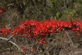 Image result for Combretum microphyllum