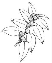 Image result for Monanthotaxis poggei