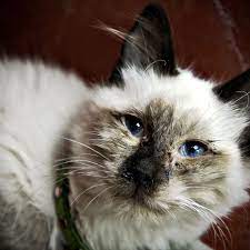 See full list on thesprucepets.com Treating Upper Respiratory Infections In Cats