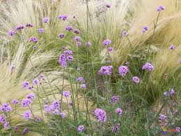 La verbena bonariensis doit être cultivée au soleil si vous souhaitez profiter de sa floraison abondante. Photo Verveine De Buenos Aires