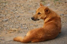 Native american indian dog breeders used historical documents, paintings and photographs to try and bring back this extinct dog breed. Barks In Indian Pariah Dog The Desi Dog