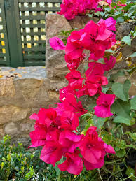 Image result for Bougainvillea