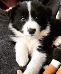 Lifelike Animal Lovelypuppies In 2020 Border Collie Puppies Collie Puppies Female Dog Names
