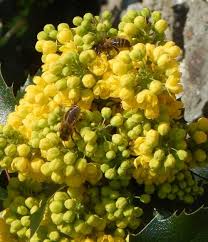 Its flowers are a great source of nectar for bees, too! Do Bees Visit Yellow Flowers