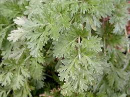 Des Plantes Interdites Et Politiquement Incorrectes Jardin Potager Association De Plantes Plante