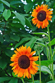 Maybe you would like to learn more about one of these? Royalty Free Annual Flower Photos Free Download Pxfuel