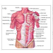Anatomical diagram showing a front view of muscles in the human body. Anatomy Drawing Conor Power Shoulder Muscle Anatomy Shoulder Anatomy Chest Muscles