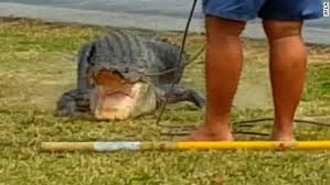 Monster 780 Pound Gator Caught In Florida Cnn