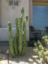 Climbing cactus e.g dragon fruit plant. Cacti Arizona Desert Xeriscape
