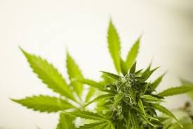 (a) except as authorized by law, possession of not more than 28.5 grams of cannabis, or not more than eight grams of concentrated cannabis, or both, shall be punished or adjudicated as follows: Demystifying The Cannabis Genome Labcompare Com