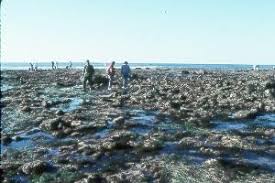 a virtual visit to the tidepools cabrillo national