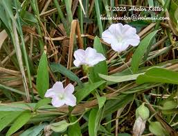 Image result for Aniseia martinicensis