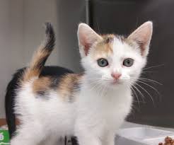 Adopt Calico Kitten Cc 6687 On Petfinder Calico Kitten Kitten Adoption Cat Adoption