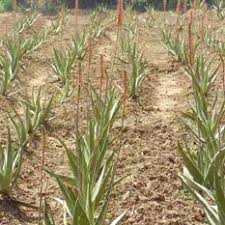 Image result for Aloe bicomitum